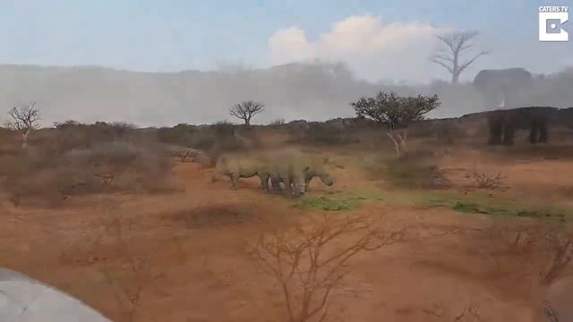 Слон отбивается от носорогов смотреть онлайн