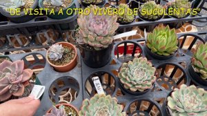 #67 DE VISITA A OTRO VIVERO DE SUCULENTAS