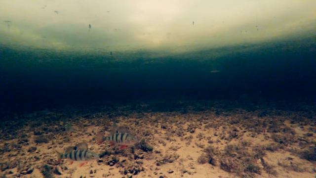 Игра блесны Williams Wabler W60OR 21г смотреть онлайн