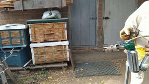 Эффективное средство борьбы с клещем варроа