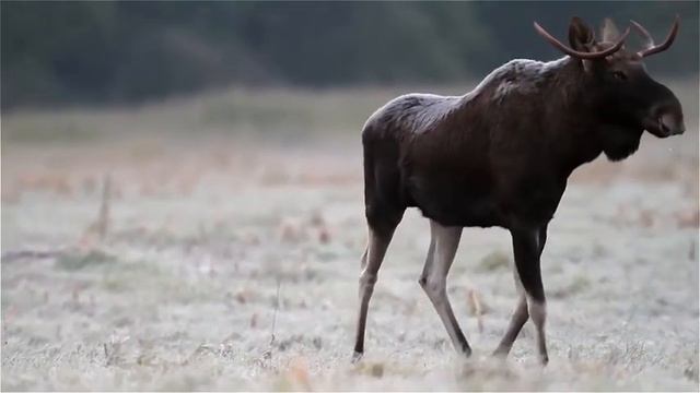 Лось на гону  Elk on the rut