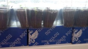 Подсветка для комнатных цветов под подоконником (идея)