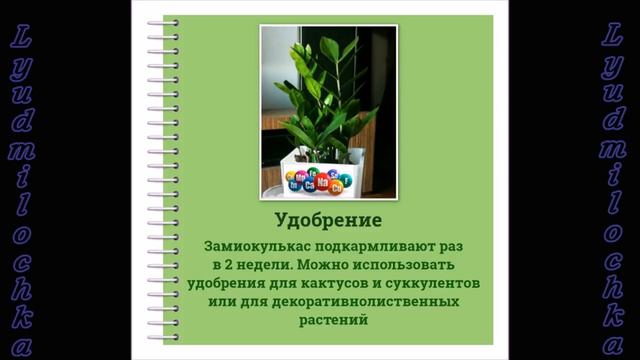 Замиокулькас (Долларовое дерево). Уход в домашних условиях
