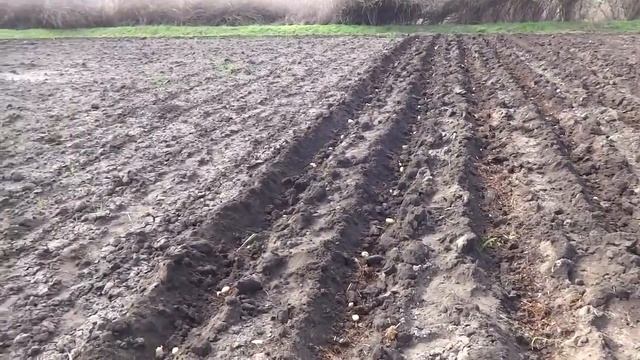 Посадка картофеля минитрактором под окучники смотреть онлайн