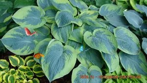 Хоста токудама Флавоцирциналис (flavocircinalis) ? обзор: как сажать, рассада хосты Флавоцирциналис