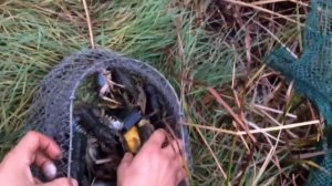 Полный садок РАКОВ. Раки на секретную приманку