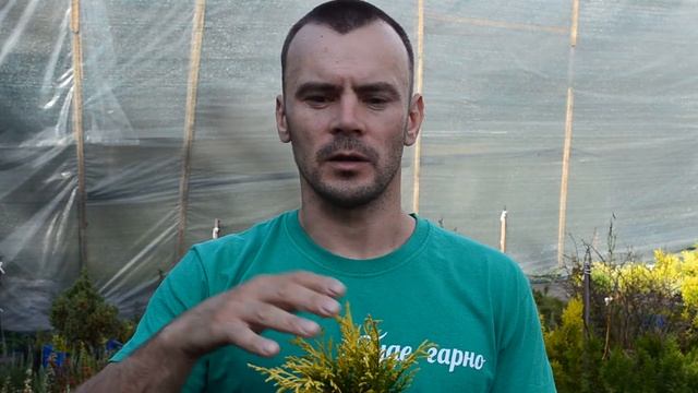 філіфера ауреа нана смотреть онлайн