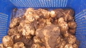 СУПЕР ПОДКОРМКА ДЛЯ КУР ВЕСНОЙ - ТОПИНАМБУР