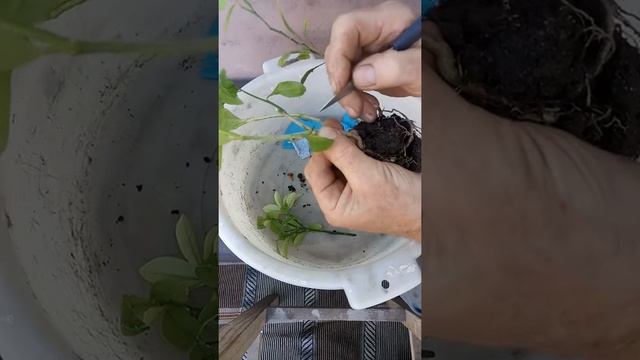 Как самому вырастить кумкват смотреть онлайн