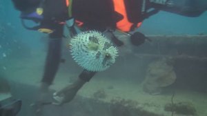 Меня укусила акула