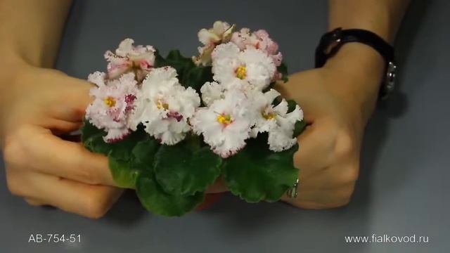 АВ-754-51 смотреть онлайн