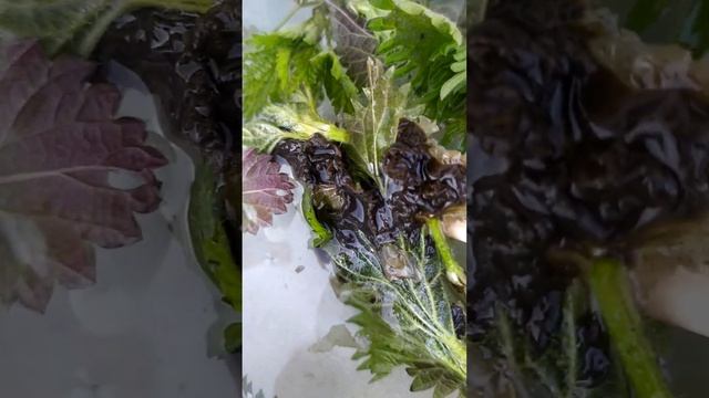 Очищение от негатива! Отливка из черного воска с полынью, крапивой, солью четверговой! смотреть онлайн