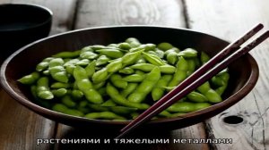 Зеленые бобы маш — что это такое и чем они полезны