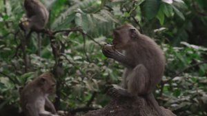 Домашние животные - Корова, Собака, Свинья, Лошадь, Кошка, Звук домашних животных