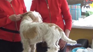 О породе Вандейский бассет-гриффон