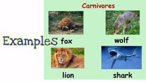Animal Classification #omnivores #herbivores #carnivores