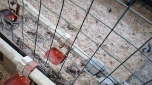 Курятник для 6. пород  кур.