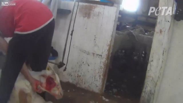 Как стригут овец на самом деле. смотреть онлайн