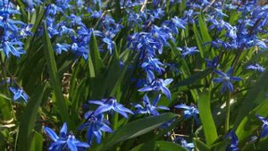 Пролески на даче / Пролеска Scylla / Цветение