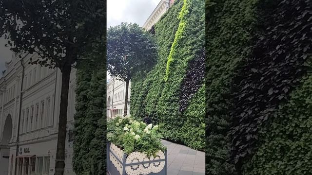 FLOWER WALL IN MOSCOW.
СТЕНА ИЗ ЖИВЫХ РАСТЕНИЙ В МОСКВЕ.