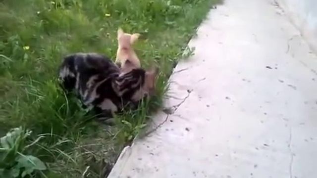 Please give i ride on you / Собака на кошке смотреть онлайн