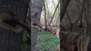 Установка солонца!!!