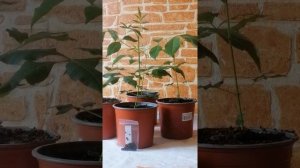 Эводия Даниэля. Мой опыт в посадке