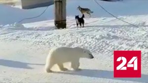 Стая собак прогнала белого медведя из чукотского села - Россия 24