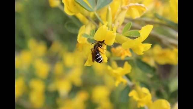 Пожалуйста помогите определить породу пчелы !! смотреть онлайн