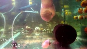Обслуживание аквариума на 100 литров без грунта