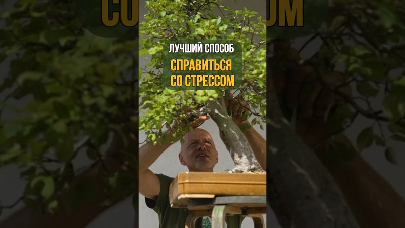 Лучший способ от стресса #бонсай