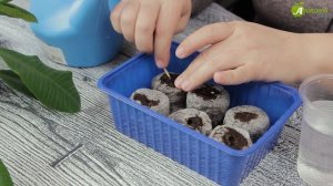 Томаты в торфяных таблетках | Мастер-класс