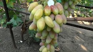 Виноград Диксон