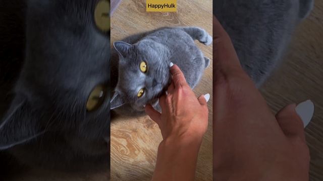 Британец кот Халк | все к лучшему | смешные коты~ умный кот~ цитаты со смыслом