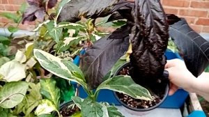 Комнатные растения.