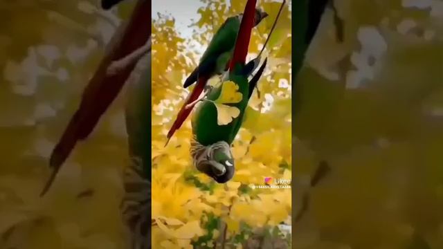 БОГИ, СИЛЫ! КАКОЙ У НАС ТУПОЙ НАРОД! СТАДО САРАНЧИ, ТАРАКАНОВ И ПРОСТО ПОЛЕНИЙ БЕЗ БУДУЩЕГО! смотреть онлайн