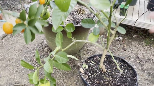 Why Your Citrus Trees Are Losing Leaves And How To Fix It смотреть онлайн