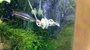 Меланотения австралийская