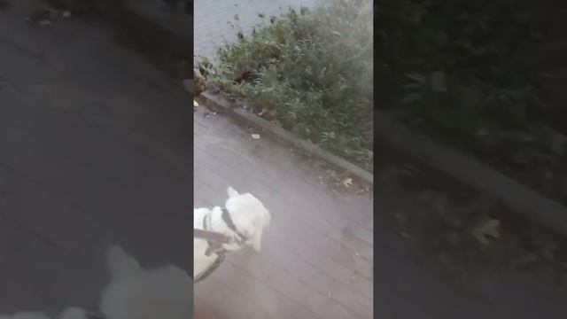 Как приучить собаку ходить рядом без труда смотреть онлайн