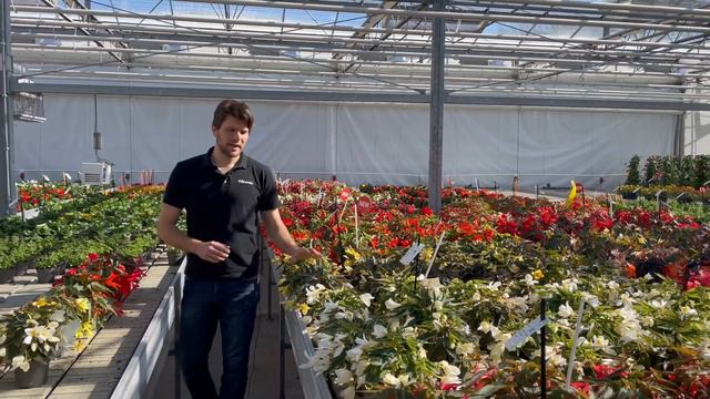 Florensis | Begonia boliviensis Groovy смотреть онлайн