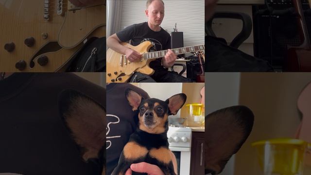 Поющий той терьер #dog #русскийтой #тойтерьер #toyterrier_club #toyterrier #guitar #jazz