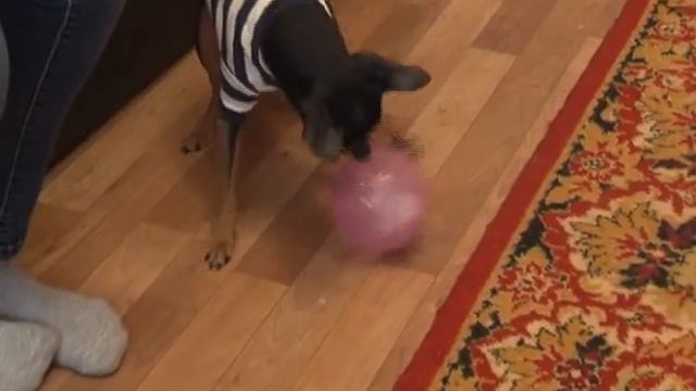 Собака символ 2018 года смотреть онлайн