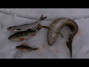 ЗИМНЯЯ РЫБАЛКА НА ПРОДОЛЬНИКИ \ ПОСЛЕДНИЙ ЛЁД