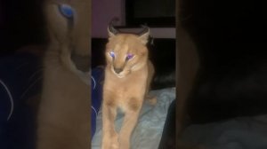 Осторожно! Каракал!