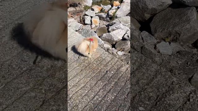 Когда Бася чувствует себя уверенно на прогулке? смотреть онлайн