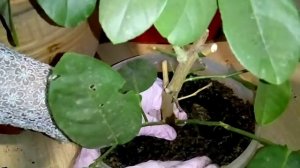 Пересадка Лимона в большой горшок