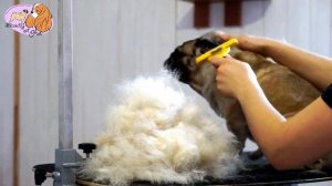 экспресс линька мопса