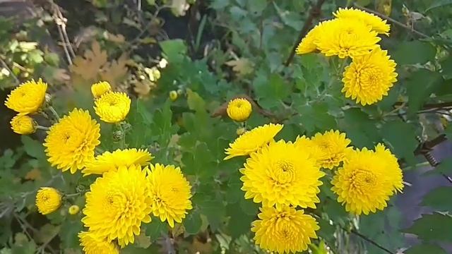 Ноты бабьего лета. Настольгия о лете. смотреть онлайн