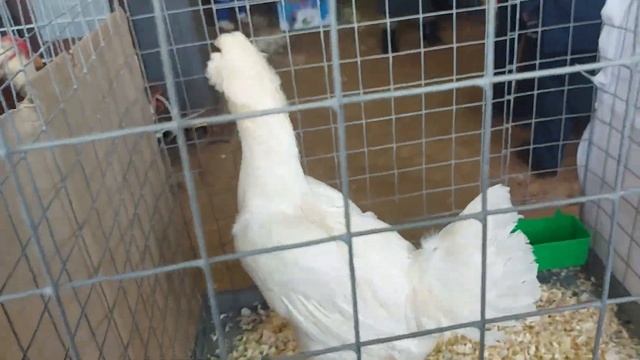 Выставка Гордость России 2023 часть 2 КУРЫ ПОРОДНЫЕ смотреть онлайн