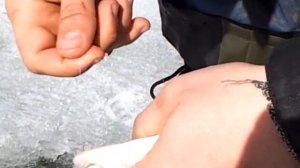 Зимняя рыбалка.Чехонь на реке Ока